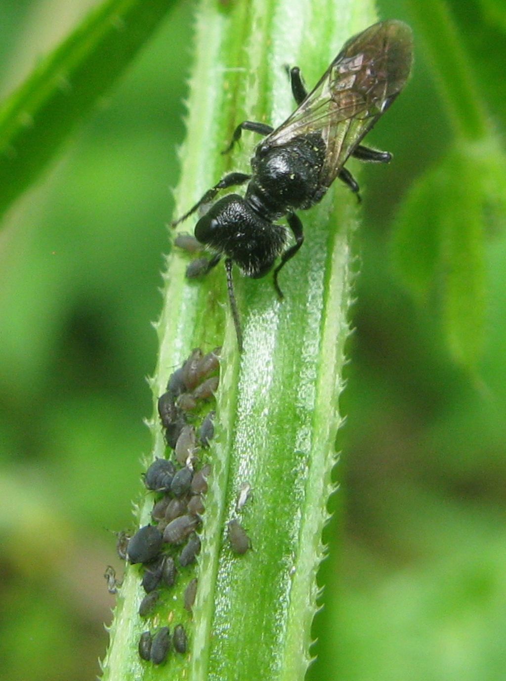 Crabronidae: Crossocerus? No, Pemphredon sp.