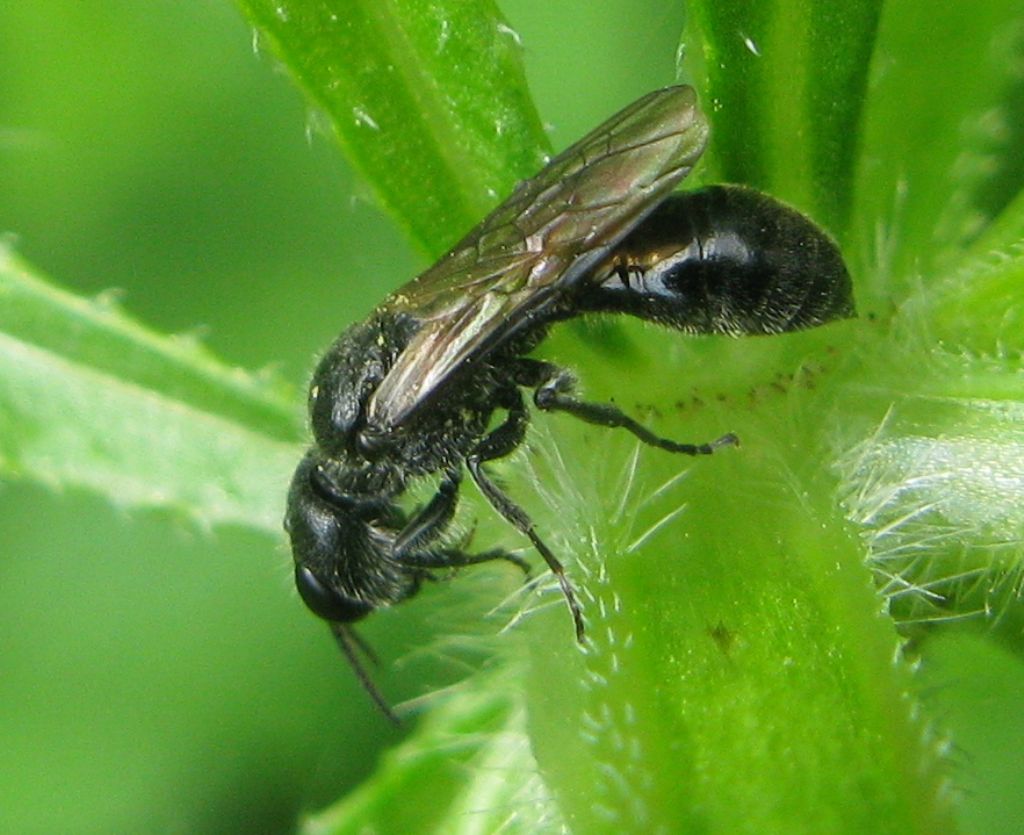 Crabronidae: Crossocerus? No, Pemphredon sp.