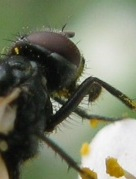 Agromyzidae ??