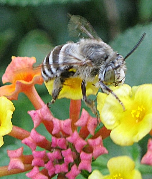 per che ligula ! (Amegilla sp.)