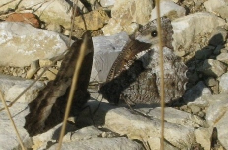 dolcissimo corteggiamento? - S, Hipparchia sp.