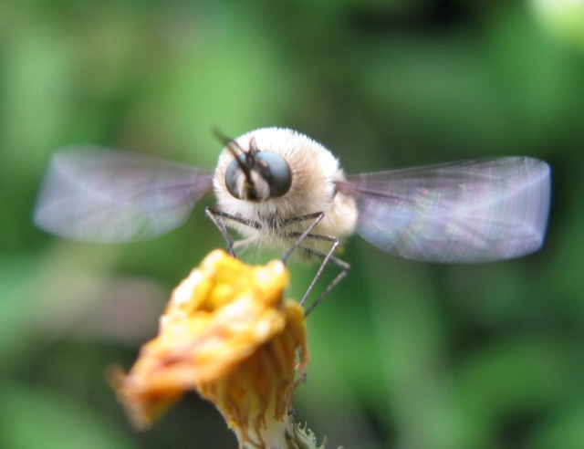 Bombyliidae