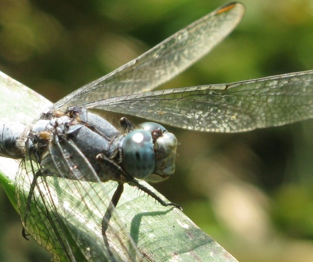 Sympetrum meridionale ?? no, Orthetrum coerulescens