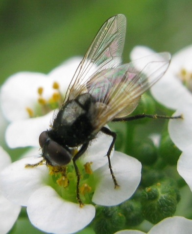 Agromyzidae ??