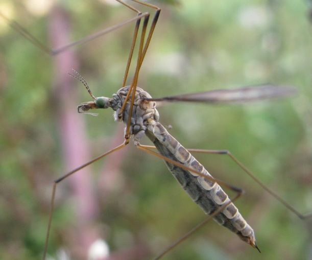 Tipula oleracea.??