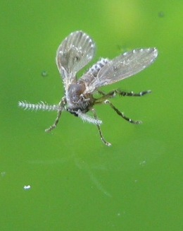 camminano sull''acqua anche loro ?