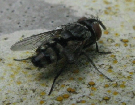 Mosca parassita