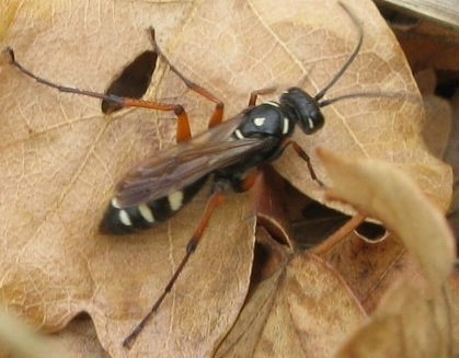 Batozonellus lacerticida? No. Altro Pompilidae