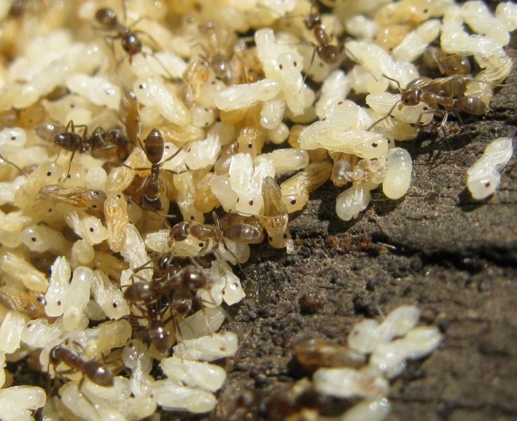 argentine? Linepithema humile e Tetramorium sp.