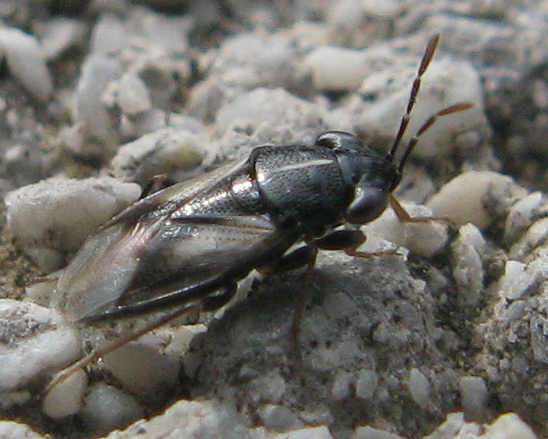 Pachytomella ? No, Geocoris lineola (Lygaeidae) di Napoli