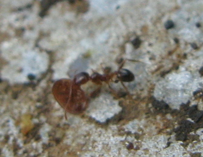 argentine? Linepithema humile e Tetramorium sp.