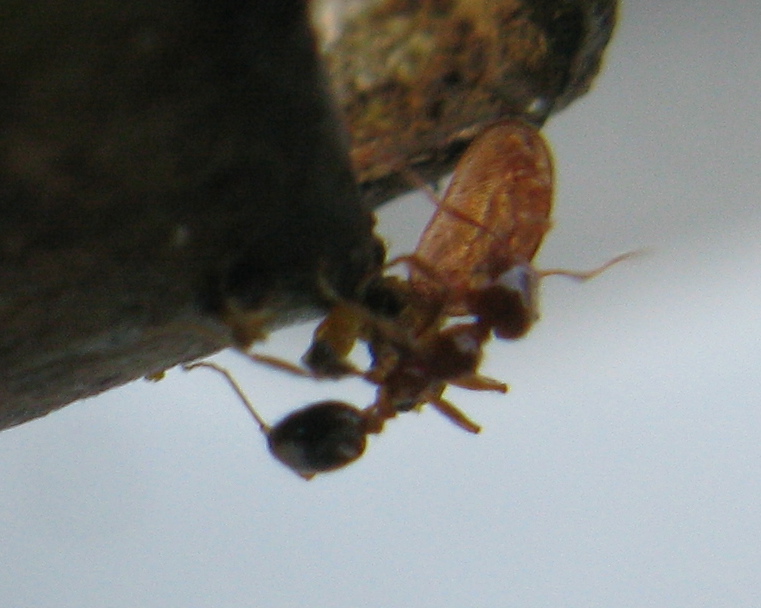 argentine? Linepithema humile e Tetramorium sp.