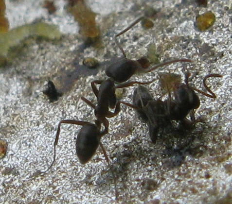 argentine? Linepithema humile e Tetramorium sp.