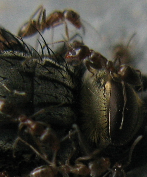 argentine? Linepithema humile e Tetramorium sp.