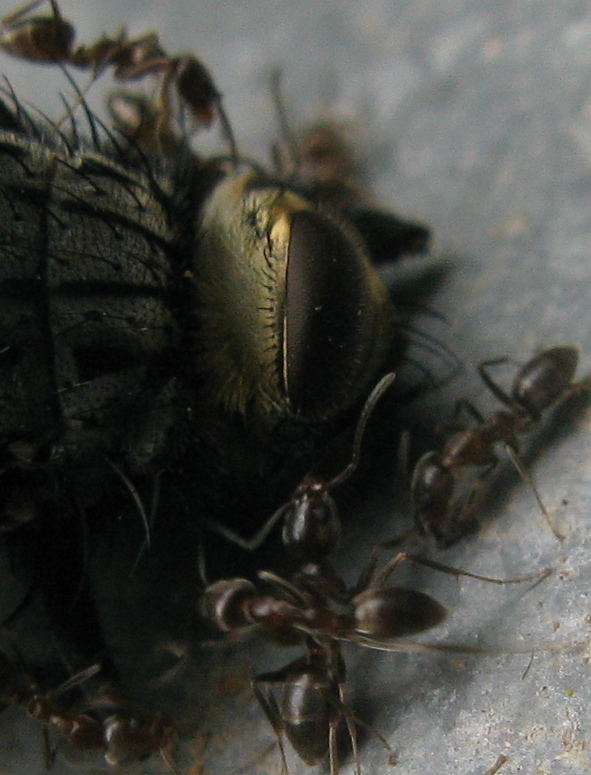 argentine? Linepithema humile e Tetramorium sp.