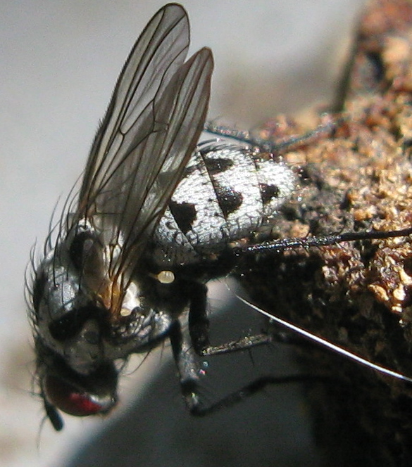 Femmina di Anthomyia gruppo pluvialis depone..