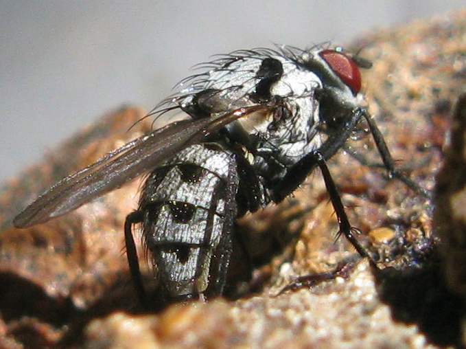 Femmina di Anthomyia gruppo pluvialis depone..