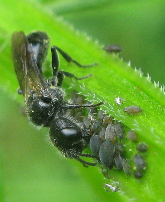 Crabronidae: Crossocerus? No, Pemphredon sp.