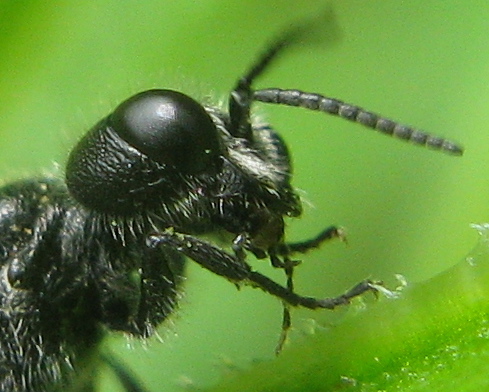 Crabronidae: Crossocerus? No, Pemphredon sp.