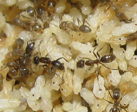 argentine? Linepithema humile e Tetramorium sp.