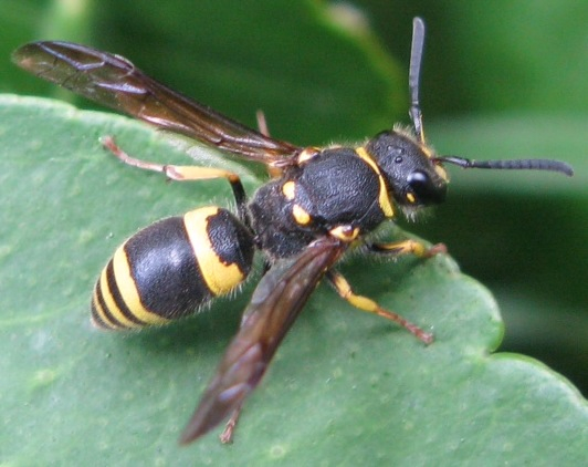 Crabronidae ? No, Ancistrocerus sp, Vespidae/Eumeninae