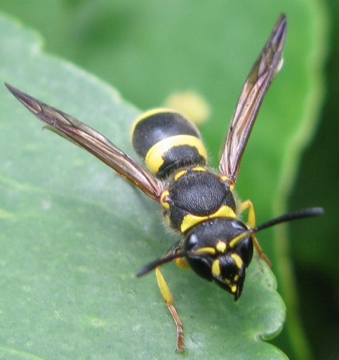 Crabronidae ? No, Ancistrocerus sp, Vespidae/Eumeninae