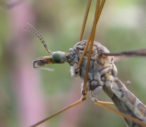 Tipula oleracea.??