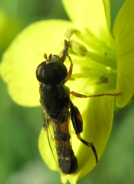 Stratiomyidae? No. Syrphidae: Merodon sp.