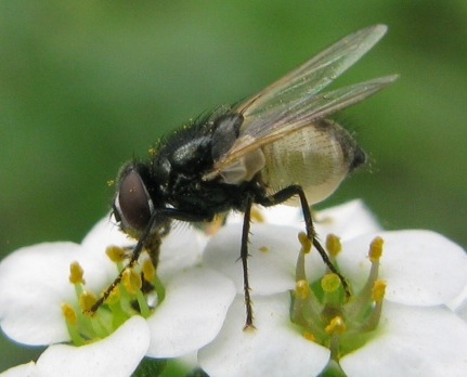 Agromyzidae ??