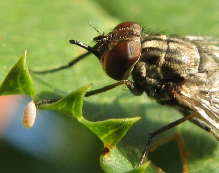 Stomoxys calcitrans, Muscidae..