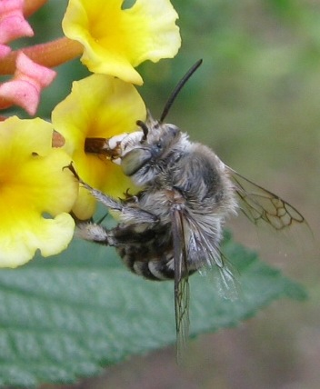 per che ligula ! (Amegilla sp.)