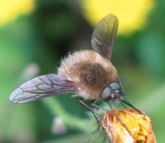 Bombyliidae