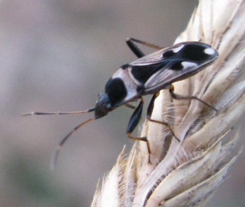 Lygaeidae: Raglius confusus della Toscana