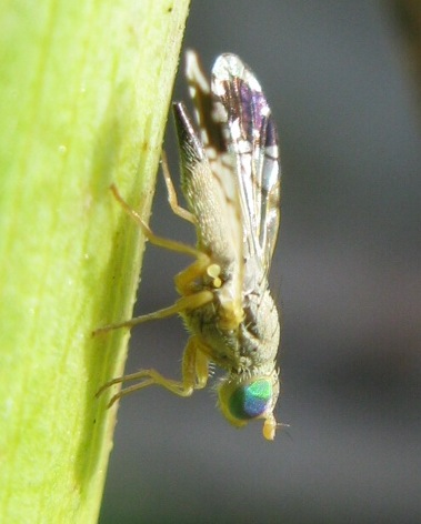 proporrei...... Acanthiophilus helianthi, maschio ........