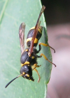 Crabronidae ? No, Ancistrocerus sp, Vespidae/Eumeninae