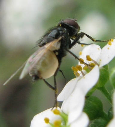 Agromyzidae ??