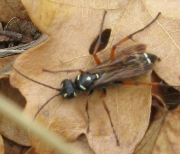 Batozonellus lacerticida? No. Altro Pompilidae