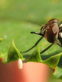 Stomoxys calcitrans, Muscidae..