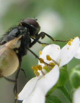 Agromyzidae ??