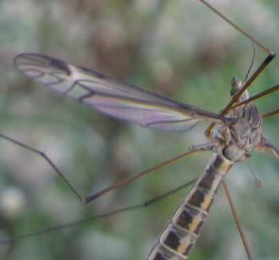 Tipula oleracea.??