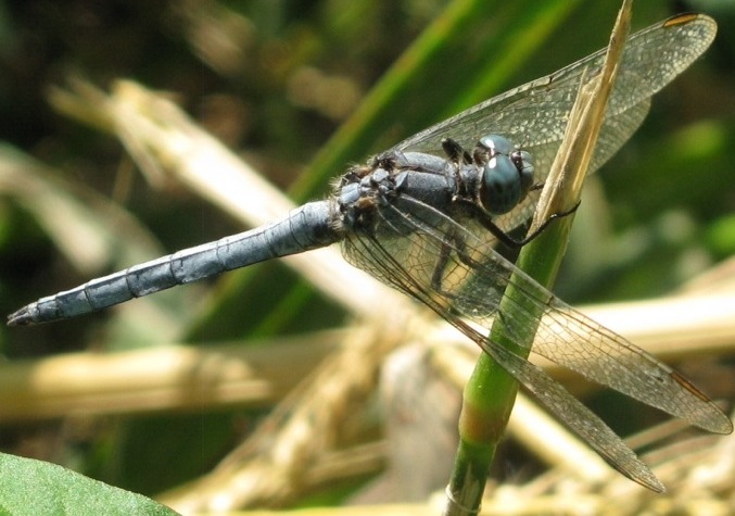 Sympetrum meridionale ?? no, Orthetrum coerulescens