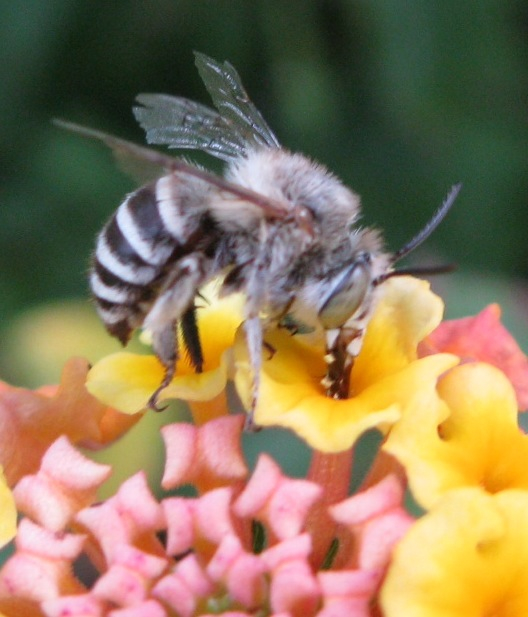 per che ligula ! (Amegilla sp.)