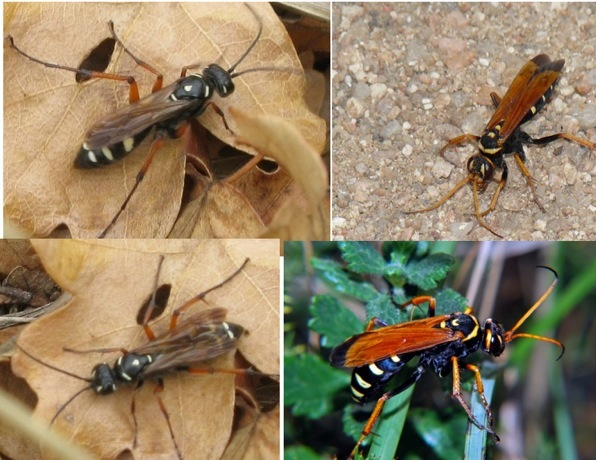 Batozonellus lacerticida? No. Altro Pompilidae