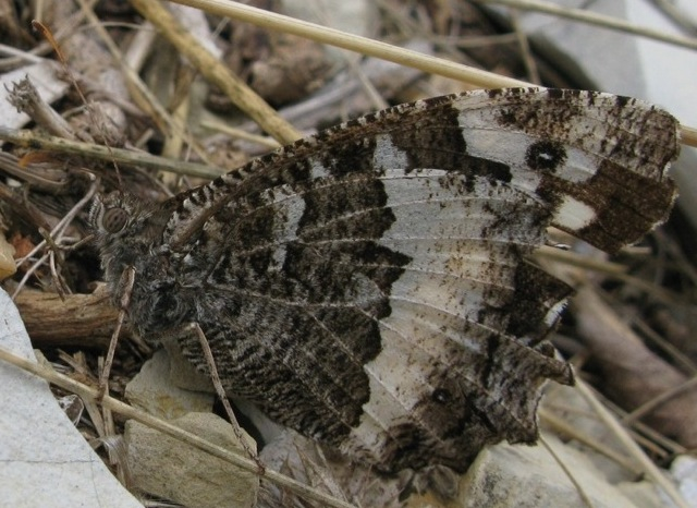 dolcissimo corteggiamento? - S, Hipparchia sp.