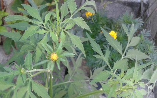 Sembra ambrosia...no, Bidens sp.