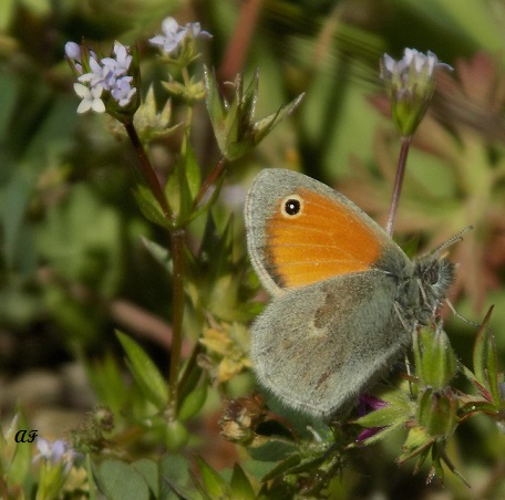 Coenonympha pamphilus, Nymphalidae