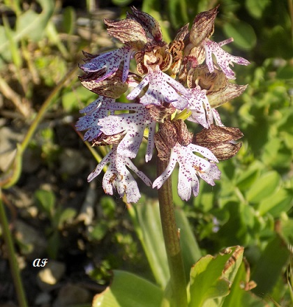 Orchis da determinare - Orchis purpurea