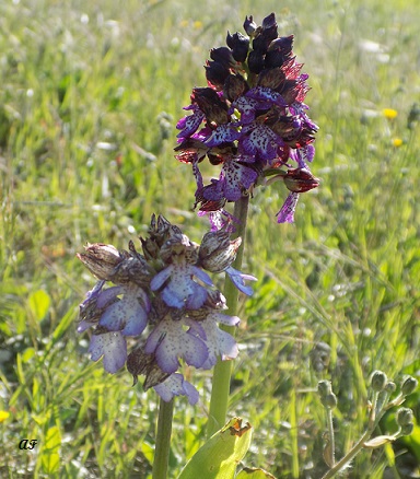 Orchis da determinare - Orchis purpurea