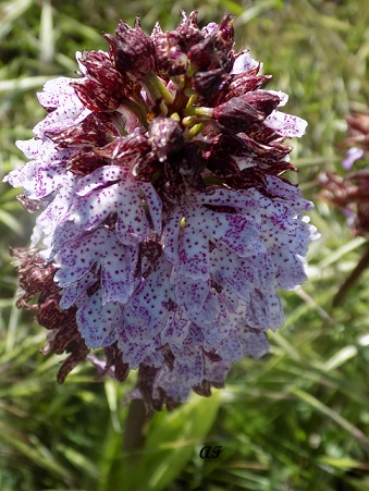 Orchis da determinare - Orchis purpurea