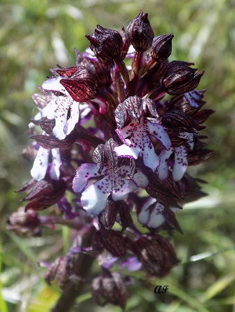 Orchis da determinare - Orchis purpurea